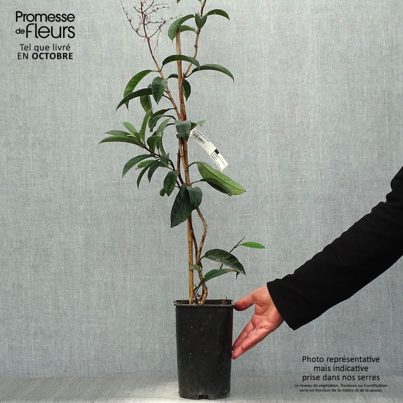 Exemplar von Pileostegia viburnoides Topf mit 2L/3L wie im Herbst geliefert