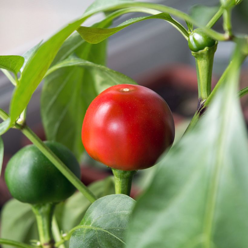Chili Red Cherry Small Bio - Ferme de Sainte Marthe (Ernte)