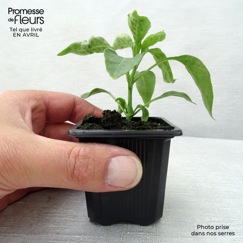 Exemplar von Chili Cayenne (Pflanzen) Kleine Töpfe von 7/8 cm wie im Frühjahr geliefert