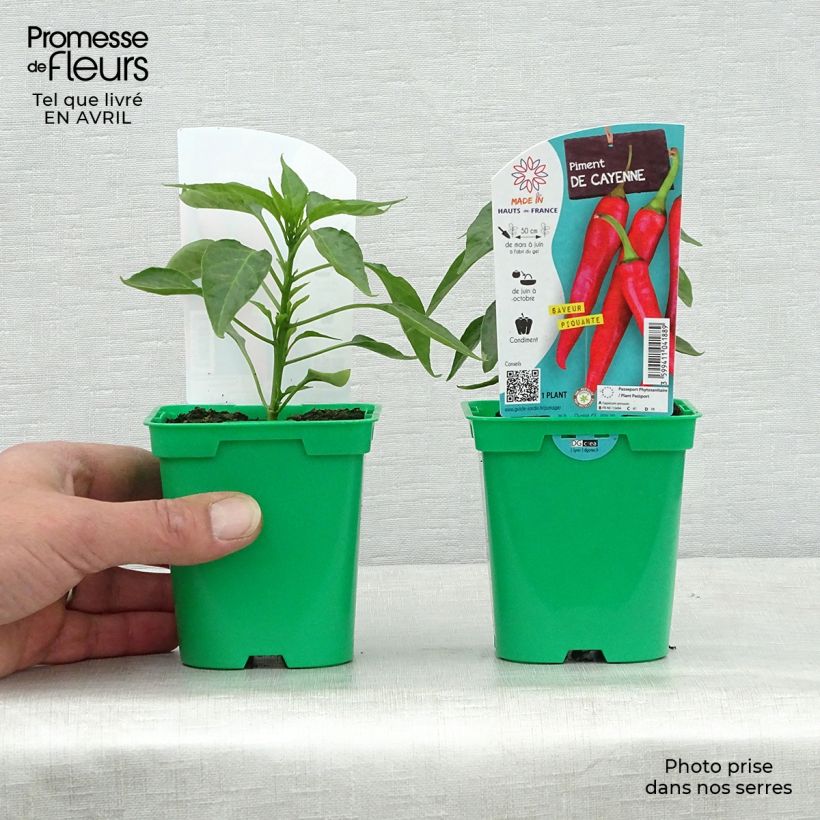 Exemplar von Chili Cayenne (Pflanzen) Topf 10 cm/11cm wie im Frühjahr geliefert
