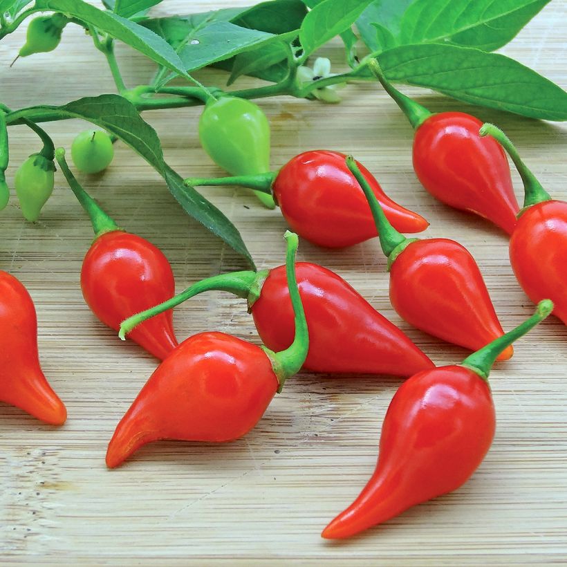 Chili-Pfeffer Button Red  (Pflanzen) (Ernte)