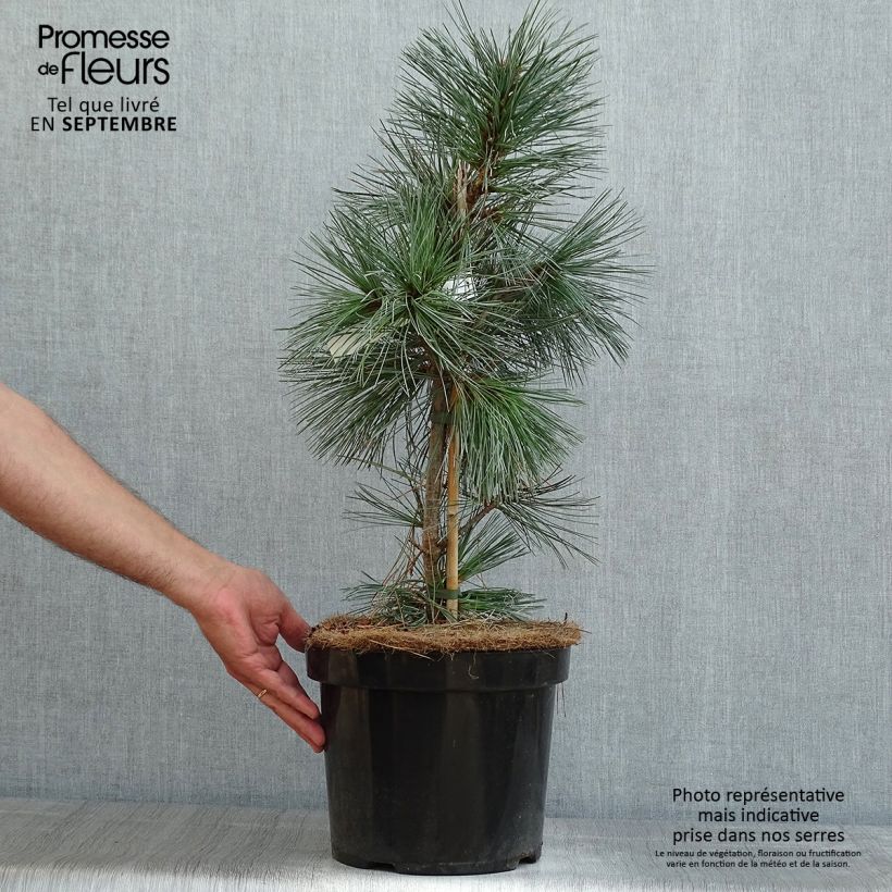 Exemplar von Pinus flexilis Vanderwolfs Pyramid - Biegsame Kiefer Topf mit 7,5L/10L wie im Sommer geliefert