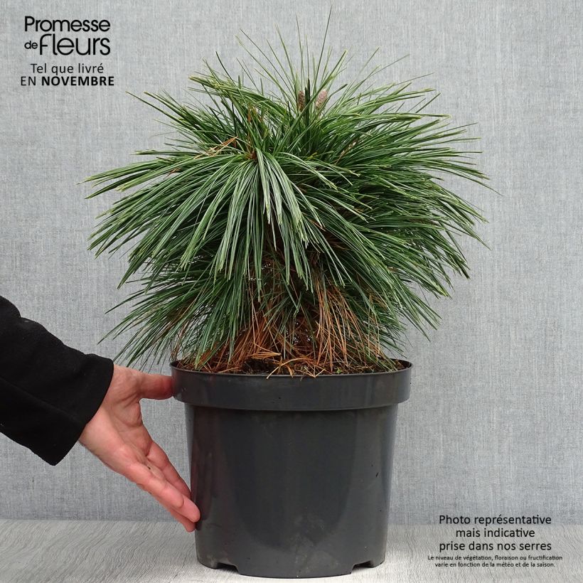 Exemplar von Pinus schwerinii Wiethorst - Zapfenkiefer Topf mit 7,5L/10L wie im Herbst geliefert