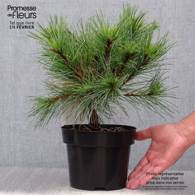 Exemplar von Pinus strobus Blue Shag - Weymouths-Kiefer Topf mit 2L/3L wie im Herbst geliefert