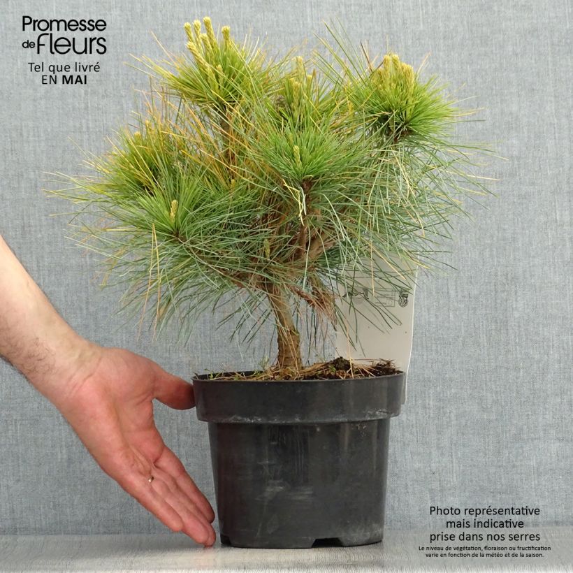 Exemplar von Pinus strobus Blue Shag - Weymouths-Kiefer Topf mit 2L/3L wie im Frühjahr geliefert