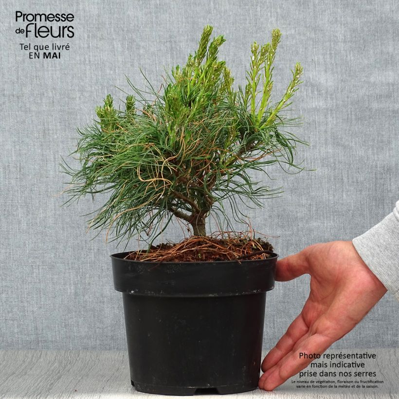 Exemplar von Pinus strobus Tiny Kurls - Weymouths-Kiefer Topf mit 2L/3L wie im Frühjahr geliefert