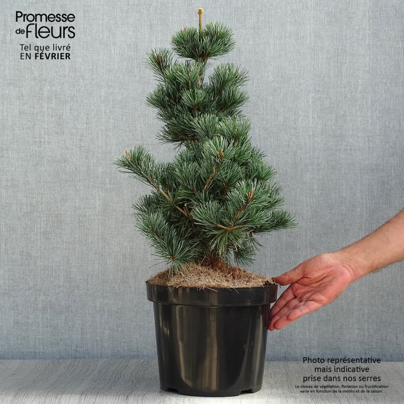 Exemplar von Pinus parviflora Tempelhof - Mädchen-Kiefer Topf mit 7,5L/10L wie im Herbst geliefert