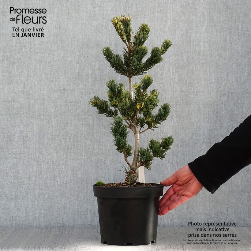 Exemplar von Pinus parviflora Fukai - Mädchen-Kiefer Topf mit 4L/5L wie im Winter geliefert