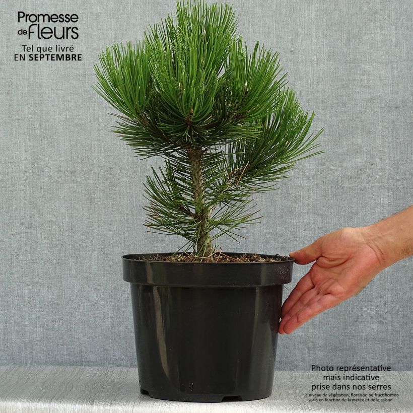 Exemplar von Pinus heldreichii Malinkii - Schlangenhaut-Kiefer Topf mit 7,5L/10L wie im Herbst geliefert