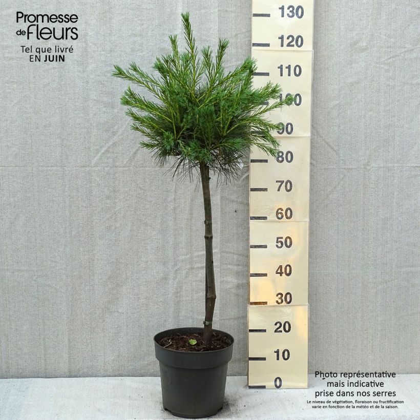 Exemplar von Pinus strobus Mary Butler - Weymouths-Kiefer Topf mit 7,5L/10L, Stamm wie im Sommer geliefert