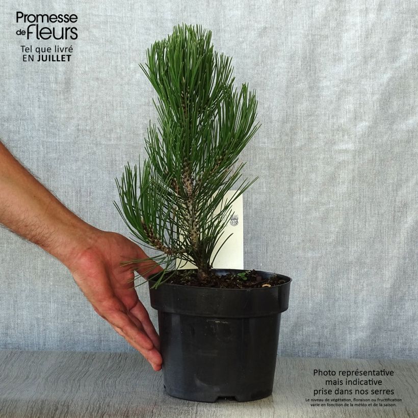 Exemplar von Pinus heldreichii Compact Gem - Schlangenhaut-Kiefer Topf mit 2L/3L wie im Sommer geliefert