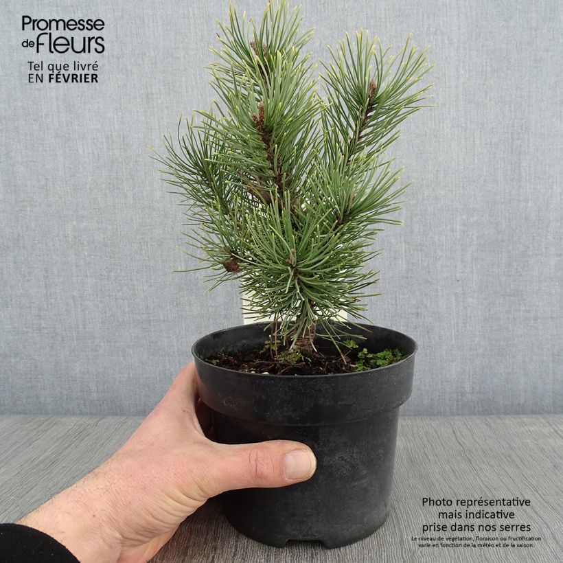 Exemplar von Pinus mugo Carstens Wintergold - Bergkiefer Topf mit 2L/3L wie im Winter geliefert
