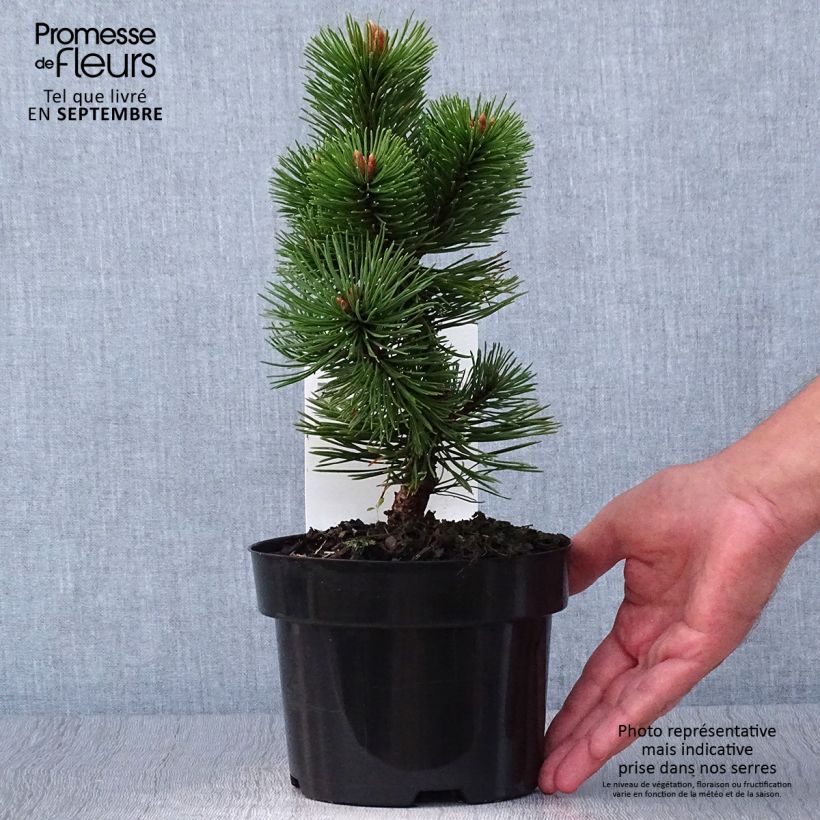 Exemplar von Pinus mugo Mumpitz - Bergkiefer Topf mit 2L/3L wie im Herbst geliefert