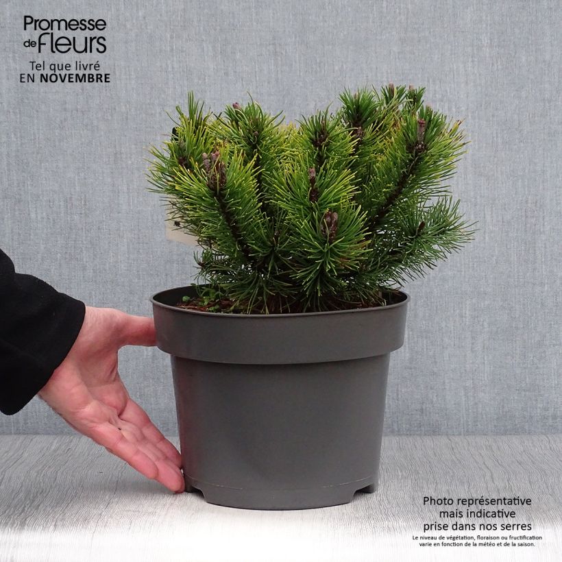 Exemplar von Pinus mugo Ophir - Bergkiefer Topf mit 2L/3L wie im Herbst geliefert