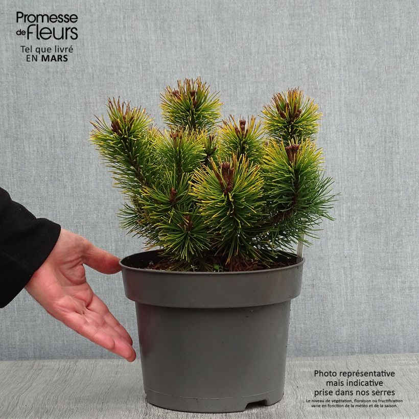 Exemplar von Pinus mugo Ophir - Bergkiefer Topf mit 2L/3L wie im Winter geliefert