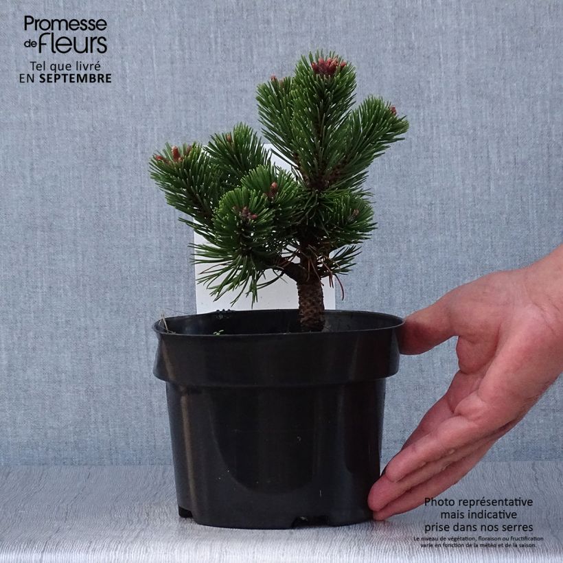 Exemplar von Pinus mugo Sherwood Compact - Bergkiefer Topf mit 2L/3L wie im Herbst geliefert