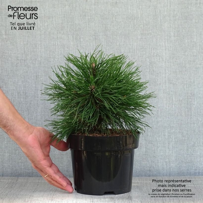 Exemplar von Pinus mugo Varella - Bergkiefer Topf mit 2L/3L wie im Sommer geliefert