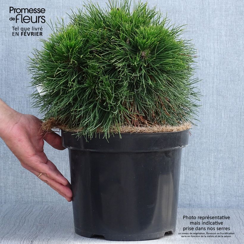 Exemplar von Pinus mugo Varella - Bergkiefer Topf mit 7,5L/10L wie im Herbst geliefert