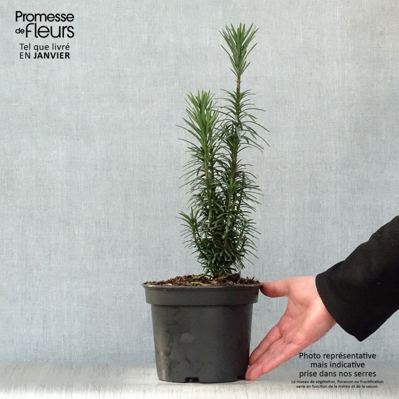 Exemplar von Cephalotaxus harringtonia Fastigiata - Harringtons Kopfeibe Topf mit 2L/3L wie im Winter geliefert
