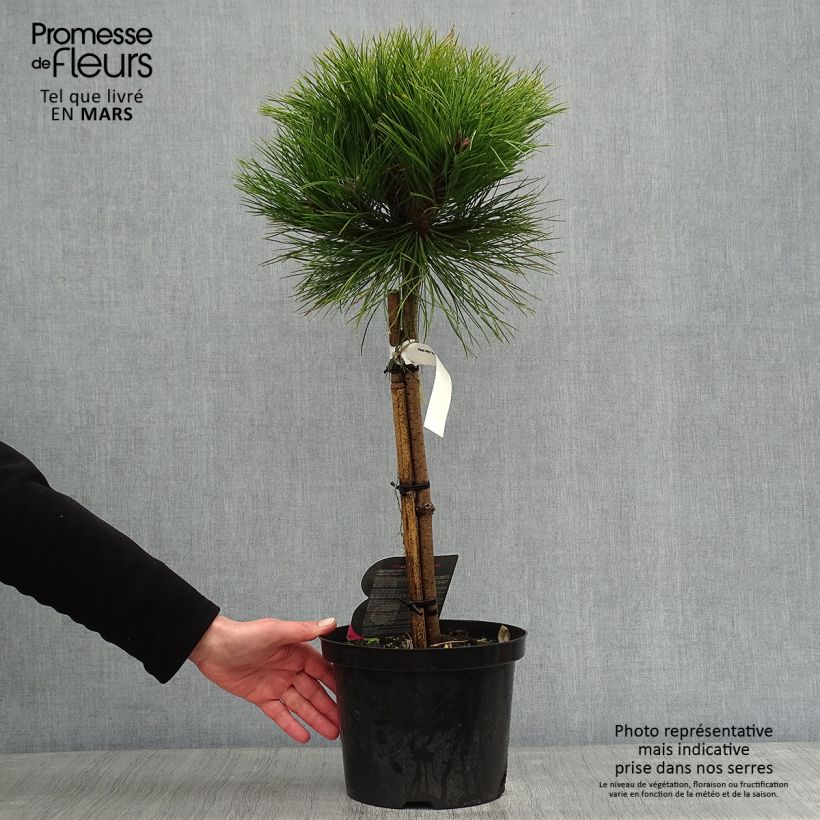 Exemplar von Pinus nigra Marie Brégeon - Schwarzkiefer Topf mit 4L/5L wie im Winter geliefert