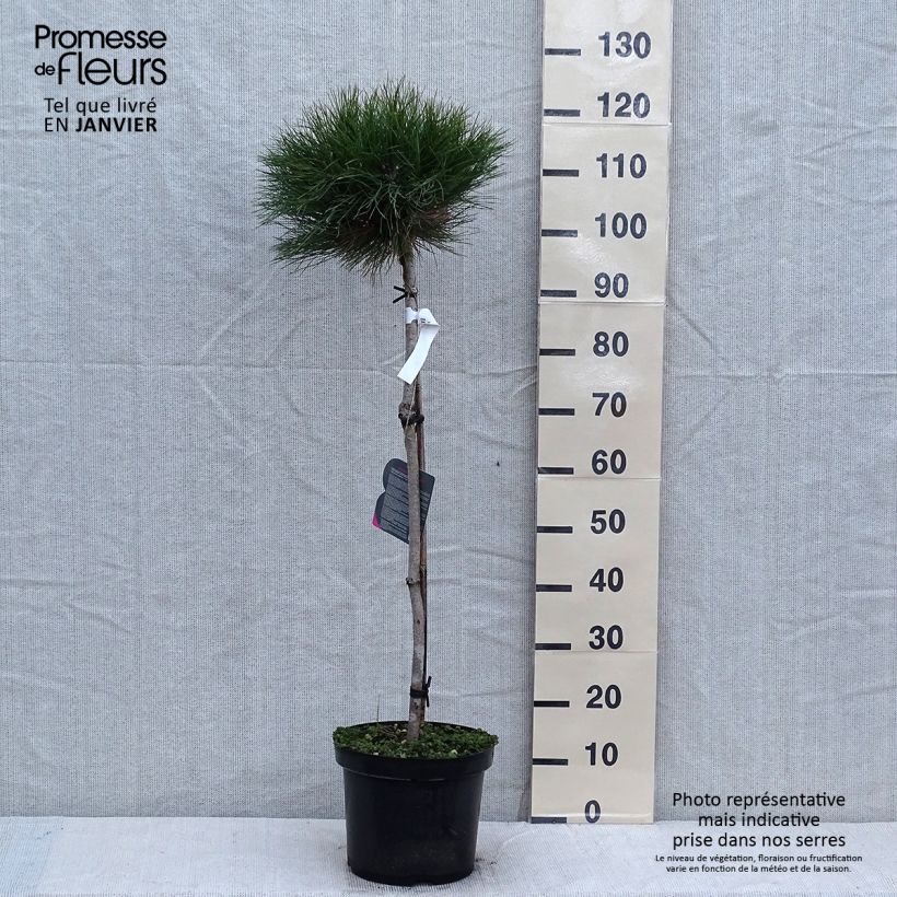 Exemplar von Pinus nigra Marie Brégeon - Schwarzkiefer Topf mit 7,5L/10L wie im Winter geliefert
