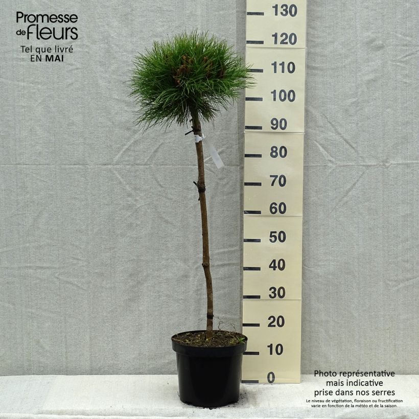 Exemplar von Pinus nigra Marie Brégeon - Schwarzkiefer Topf mit 7,5L/10L, Halbstamm wie im Frühjahr geliefert