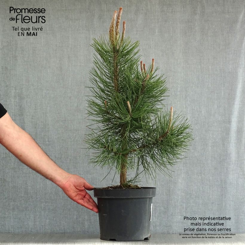 Exemplar von Pinus nigra nigra - Schwarzkiefer Topf mit 7,5L/10L wie im Frühjahr geliefert
