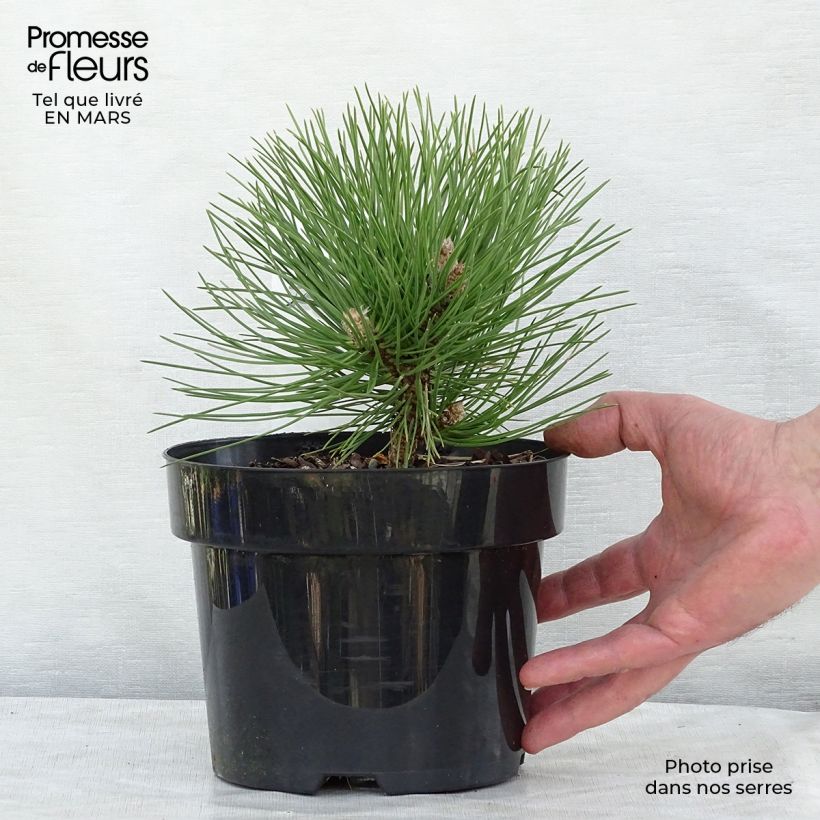 Exemplar von Pinus nigra 'Nana' - Schwarzkiefer Topf mit 2L/3L wie im Winter geliefert
