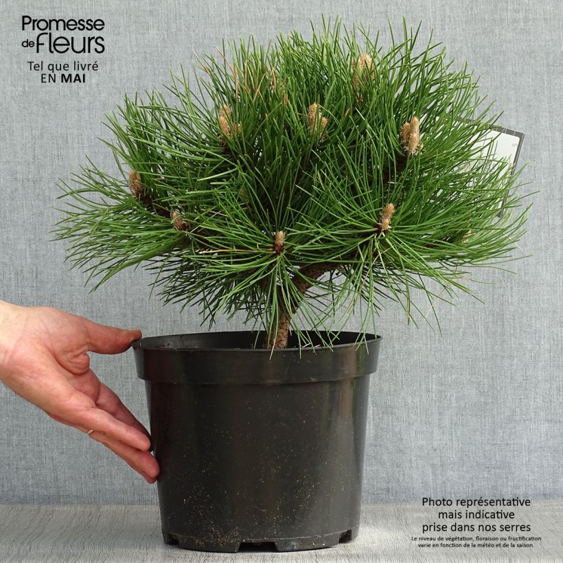 Exemplar von Pinus nigra 'Nana' - Schwarzkiefer Topf mit 7,5L/10L wie im Frühjahr geliefert