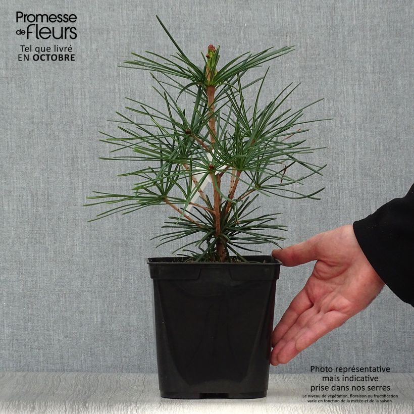 Exemplar von Sciadopitys verticillata - Japanische Schirmtanne Topf mit 2L/3L wie im Herbst geliefert