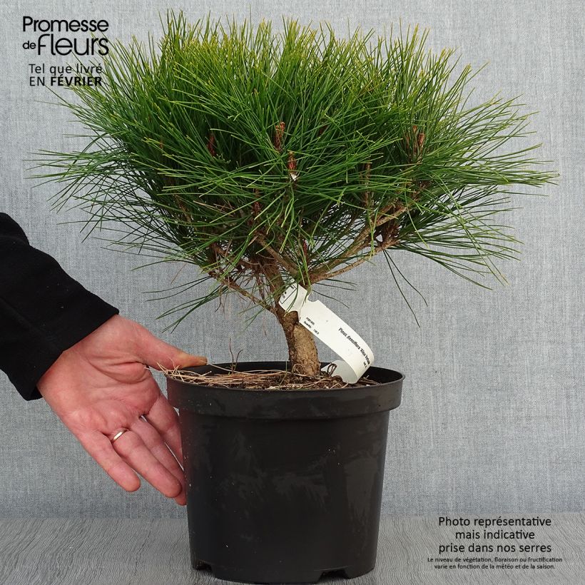 Exemplar von Pinus densiflora Alice Verkade - Japanische Kiefer Topf mit 4L/5L wie im Winter geliefert