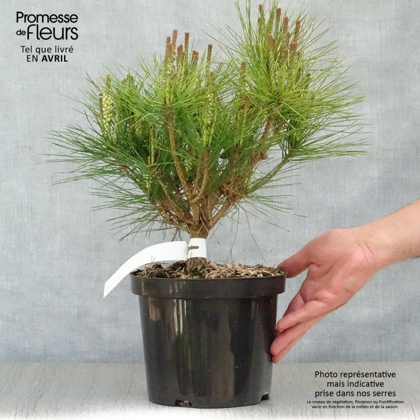 Exemplar von Pinus densiflora Alice Verkade - Japanische Kiefer Topf mit 4L/5L wie im Frühjahr geliefert