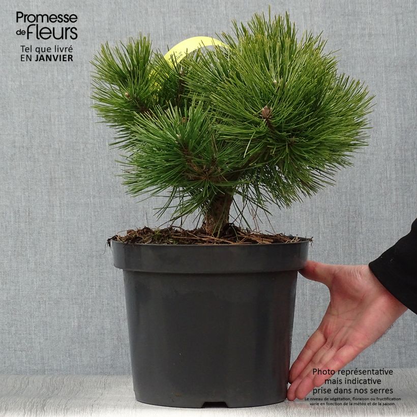 Exemplar von Pinus densiflora Jane Kluis - Japanische Kiefer Topf mit 7,5L/10L wie im Winter geliefert