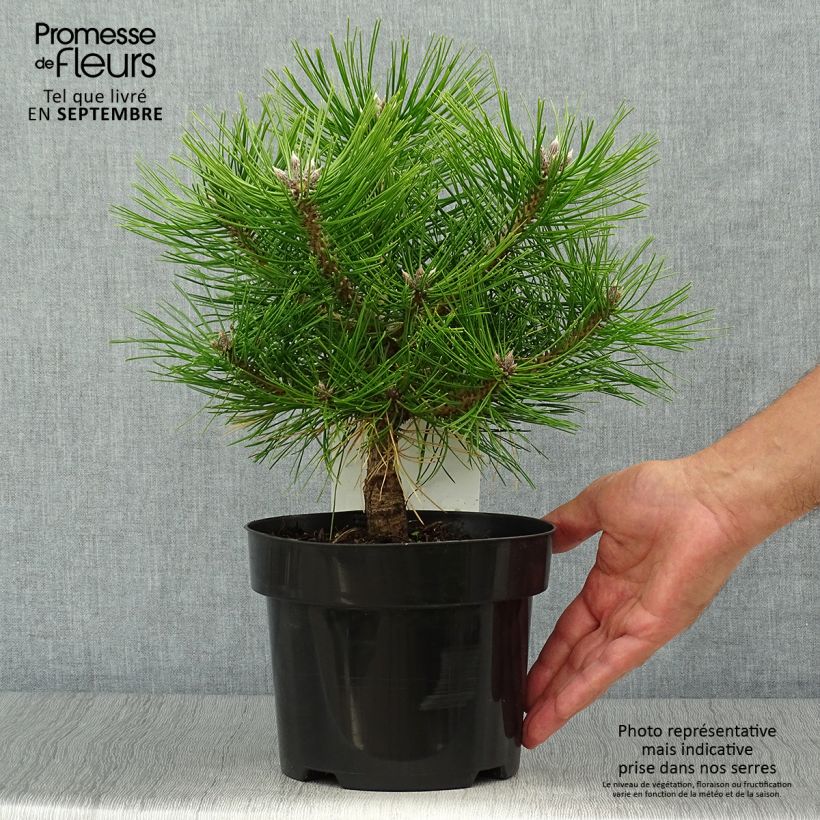 Exemplar von Pinus densiflora Jane Kluis - Japanische Kiefer Topf mit 2L/3L wie im Herbst geliefert