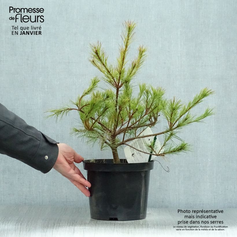 Exemplar von Pinus insignis - Monterey-Kiefer Topf mit 7,5L/10L wie im Winter geliefert