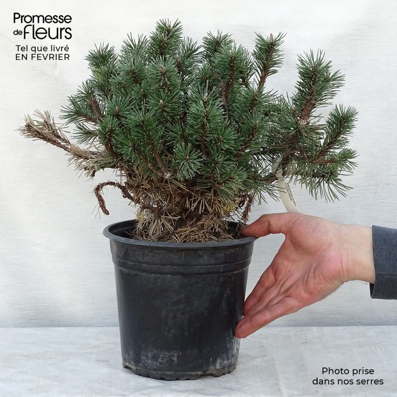 Exemplar von Pinus mugo Humpy - Bergkiefer Topf mit 7,5L/10L wie im Winter geliefert