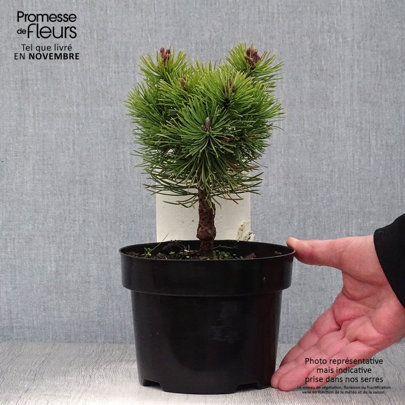 Exemplar von Pinus mugo Mops - Bergkiefer Topf mit 2L/3L wie im Herbst geliefert