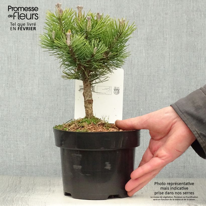 Exemplar von Pinus mugo Mops - Bergkiefer Topf mit 2L/3L wie im Winter geliefert