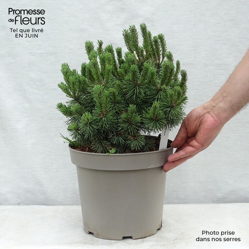 Exemplar von Pinus mugo Mops - Bergkiefer Topf mit 4L/5L wie im Sommer geliefert