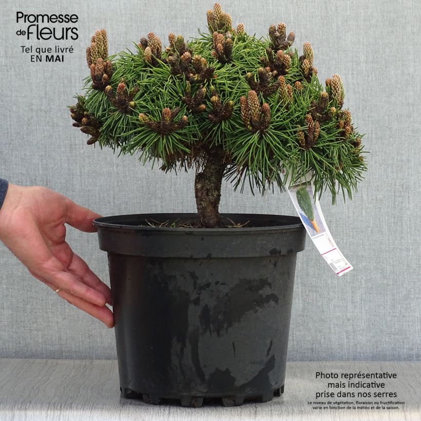 Exemplar von Pinus nigra Agnes Brégeon - Schwarzkiefer Topf mit 6L/7L wie im Frühjahr geliefert
