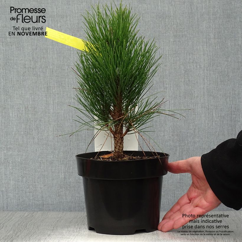 Exemplar von Pinus nigra Green Tower - Schwarzkiefer Topf mit 2L/3L wie im Herbst geliefert