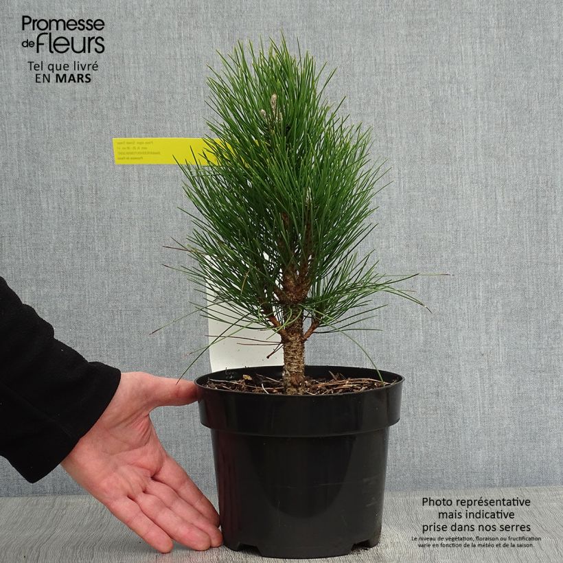 Exemplar von Pinus nigra Green Tower - Schwarzkiefer Topf mit 2L/3L wie im Winter geliefert