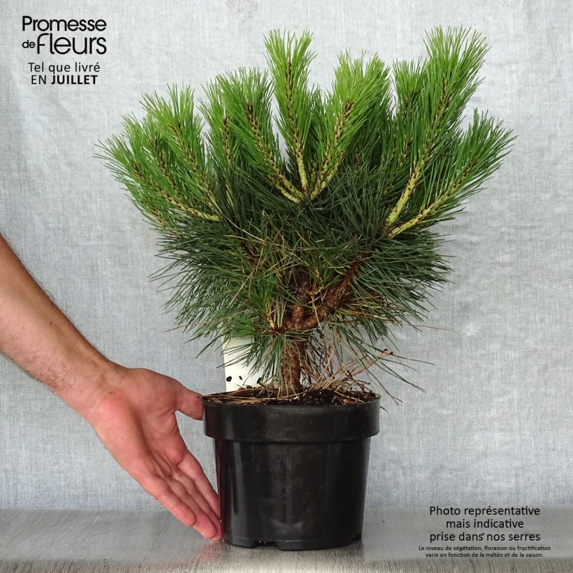 Exemplar von Pinus nigra Brégeon - Schwarzkiefer Topf mit 2L/3L wie im Sommer geliefert