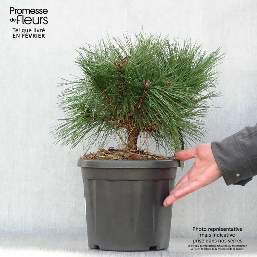 Exemplar von Pinus nigra Brégeon - Schwarzkiefer Topf mit 7,5L/10L wie im Winter geliefert