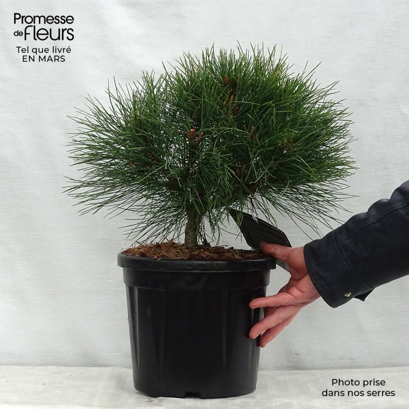 Exemplar von Pinus nigra Brégeon - Schwarzkiefer Topf mit 7,5L/10L wie im Frühjahr geliefert