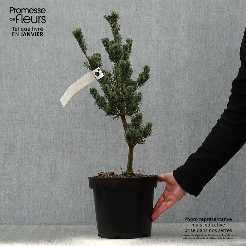 Exemplar von Pinus parviflora Azumi Goye - Mädchen-Kiefer Topf mit 7,5L/10L wie im Winter geliefert