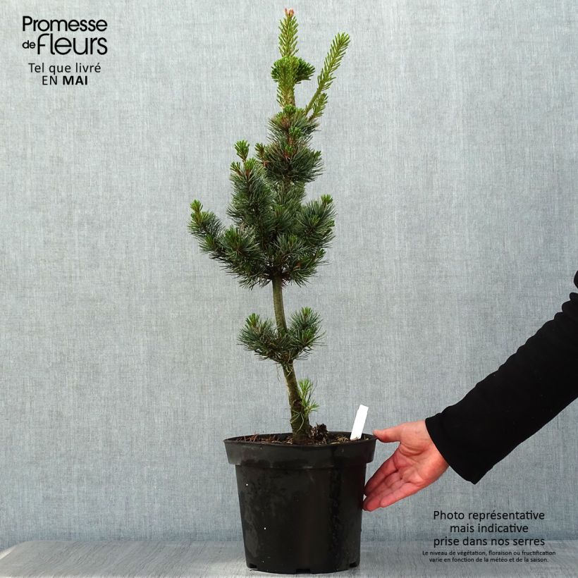Exemplar von Pinus parviflora Azumi Goye - Mädchen-Kiefer Topf mit 7,5L/10L wie im Frühjahr geliefert