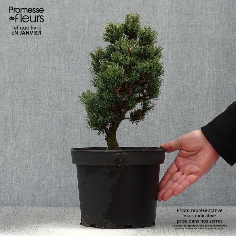 Exemplar von Pinus parviflora Beran - Mädchen-Kiefer Topf mit 4L/5L wie im Winter geliefert
