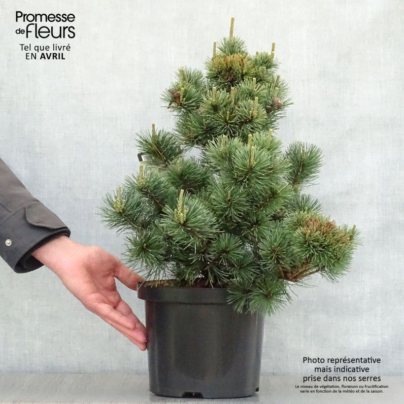 Exemplar von Pinus parviflora Negishi - Mädchen-Kiefer Topf mit 4L/5L wie im Frühjahr geliefert