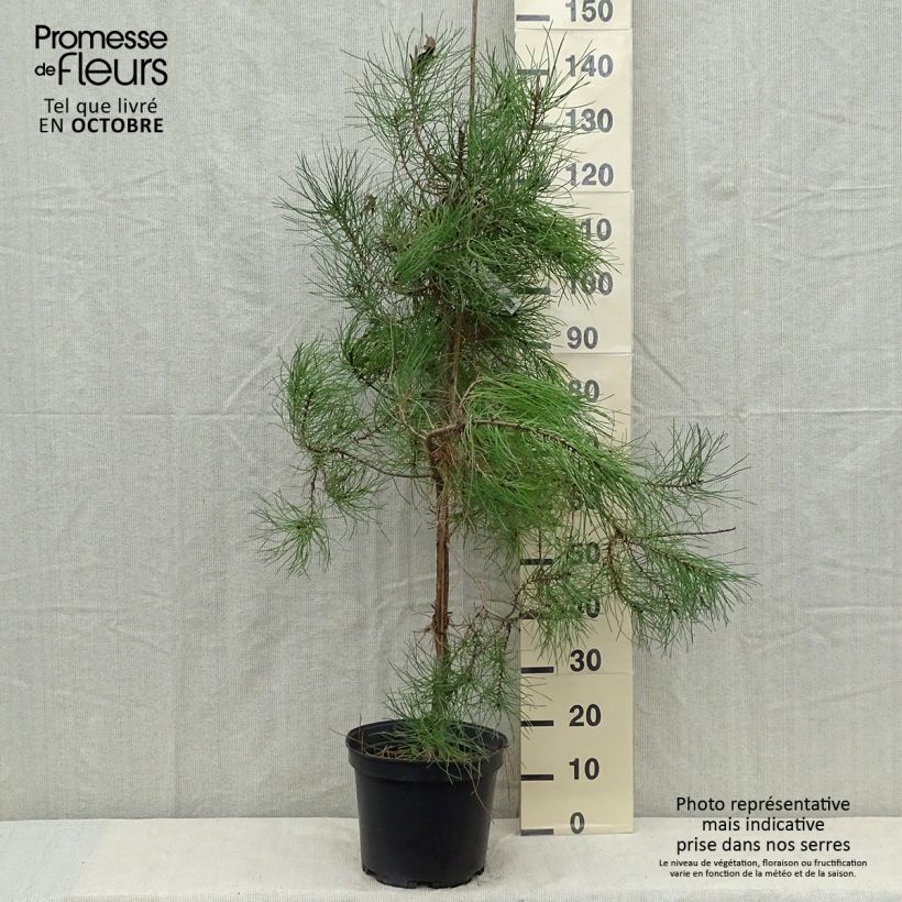 Exemplar von Pinus pinaster - See-Kiefer Topf mit 7,5L/10L wie im Herbst geliefert
